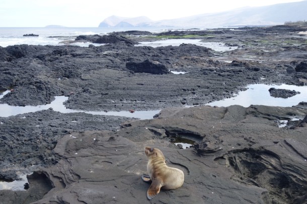 Fur Seal Pup - Galápagos Islands, Ecuador2