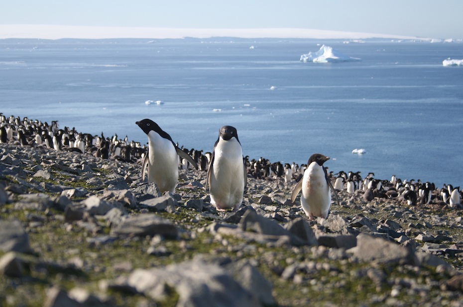 Gentoo Penguin Colony – Yankee Harbour, Antarctica « The Touch of Sound